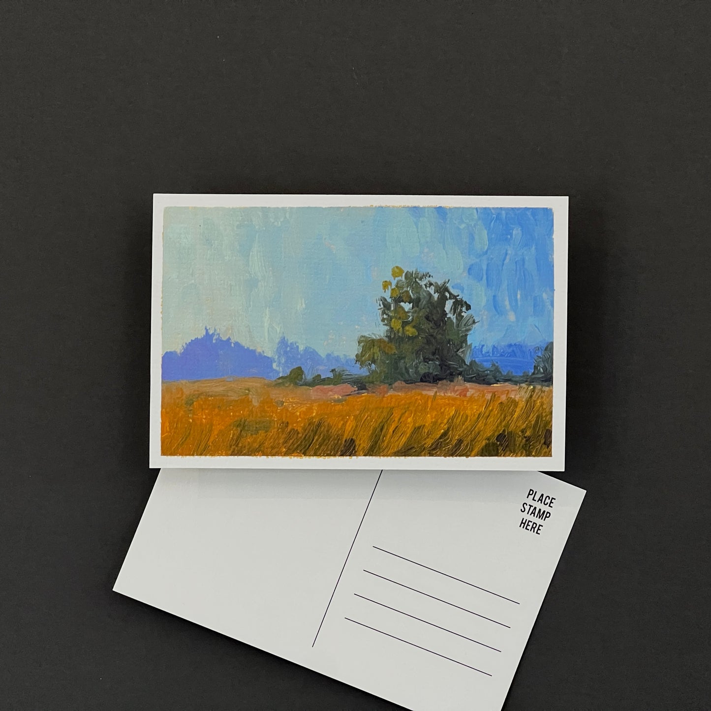 Golden Hour Grass- Postcard 01