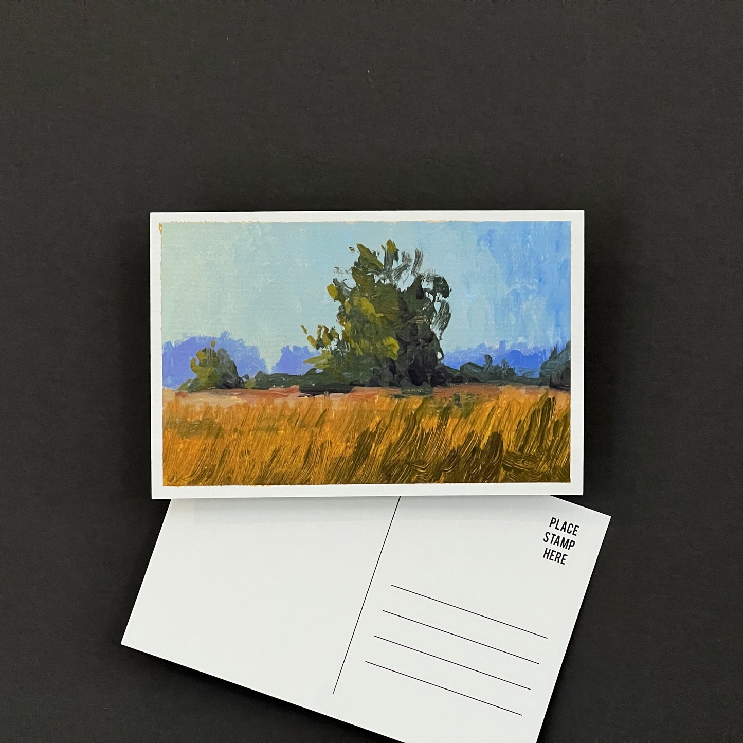 Golden Hour Grass- Postcard 03