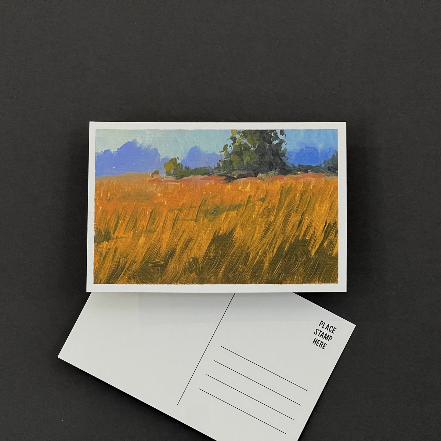 Golden Hour Grass- Postcard 02