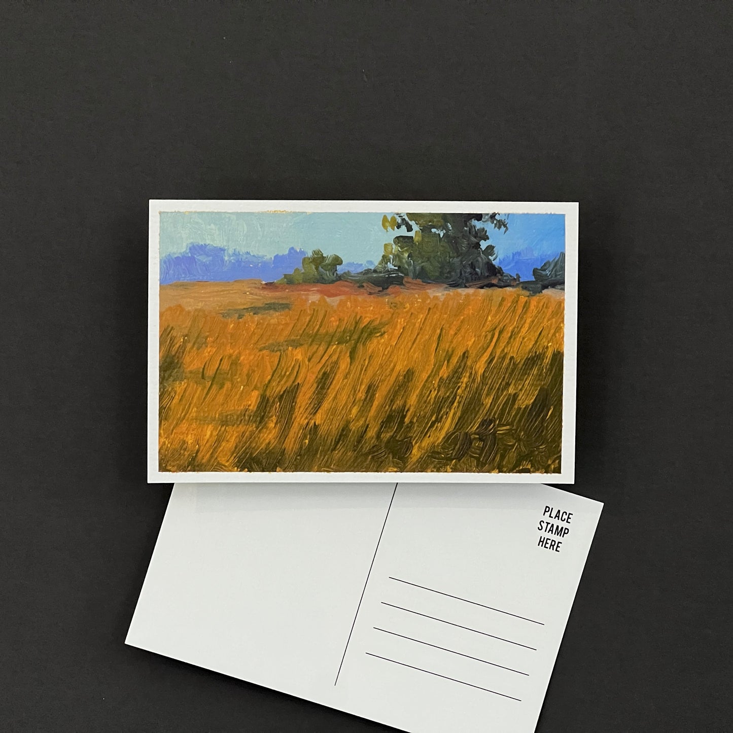 Golden Hour Grass- Postcard 04